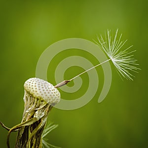 A kernel has already stayed on the dandelion