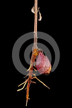 Kernel and root of sprout apricot tree, closeup, isolated on black background