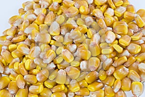 Kernels of corn in a pile