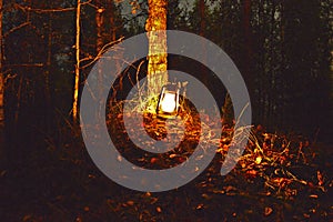 Kerosene lamp In the autumn forest.