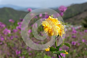 Kerria japonica, the golden yellow flower blooms on the hillside in Hwangmaesan Country Park photo