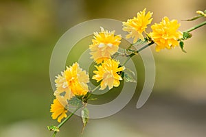 Kerria japonica pleniflora