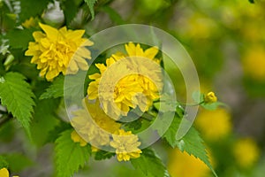 Kerria japonica pleniflora cultivar in bloom, called bachelors buttons yellow flowers on shrub branches