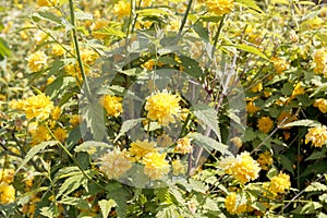 The kerria with yellow roses