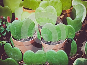 Kerrii Hoya Heart shaped plant in pot.