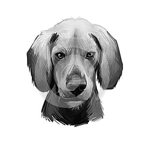 Kerry Beagle, An Pocadan Ciarraioch dog digital art illustration isolated on white background. Ireland origin scenthound hunting