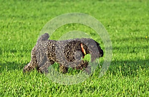 Kerry BlueTerrier Dog at grass lawn