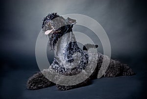 Kerry Blue Terrier photo