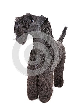 Kerry Blue terrier photo