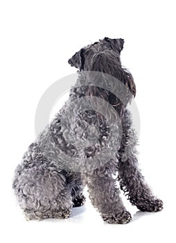 Kerry blue terrier