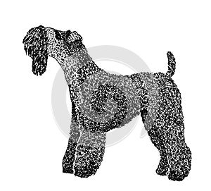 Kerry blue terrier