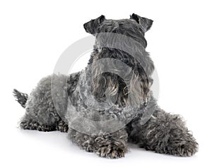 Kerry Blue Terrier