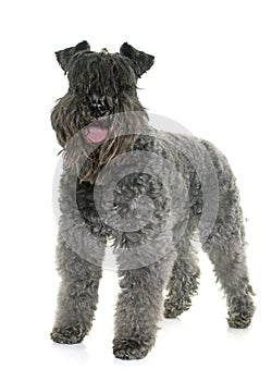 Kerry blue terrier