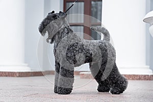 Kerry Blue Terrier is on a leash