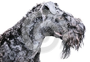 Kerry blue terrier over white