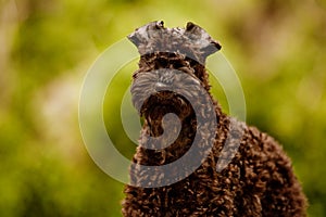 Kerry blue terrier puppy