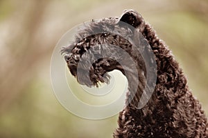 Kerry blue terrier puppy profile photo