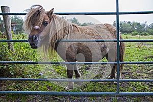 Kerry Bog Pony