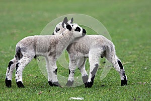 Kerry Hill lambs photo