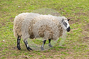 Kerry Hill sheep, is a breed of domestic sheep originating in the county of Powys in Wales