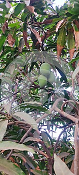 Kesar mango fruit is proud of India
