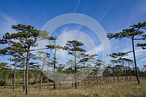 Kesiya pine forest in blue sky and sunny day.