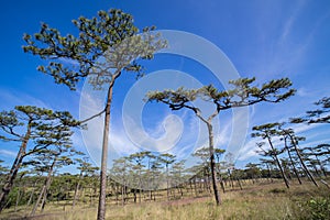Kesiya pine forest in sunrise blue sky and cloud morning time.