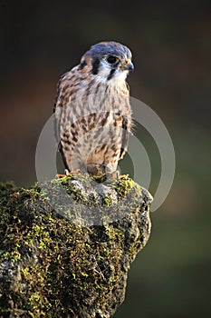 Kestrel