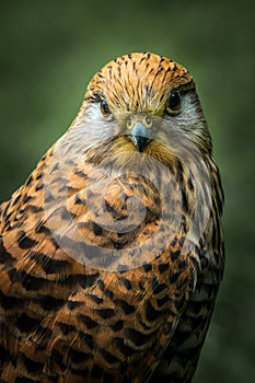 Kestrel