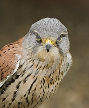 Kestrel