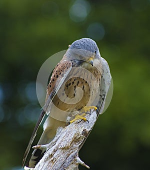 Kestrel