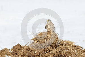 Kestrel