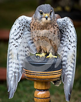 Kestrel