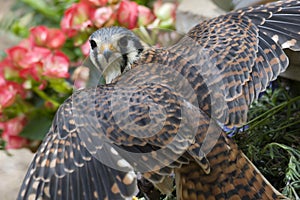 Kestrel