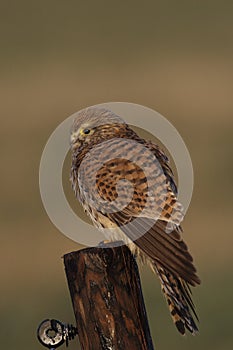 Kestrel