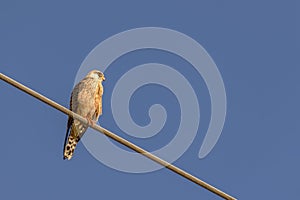 Kestrel