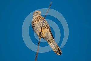 Kestrel