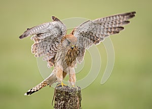 Kestrel bird landing on post