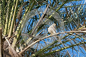 Kestrel bird of prey