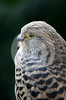 Kestrel Bird of Prey