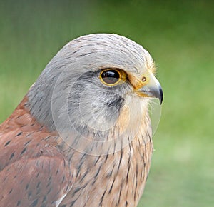 kestrel bird of prey