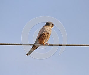 Kestrel bird prey falcon common kestrel sitting