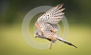 Kestrel bird of prey in flight