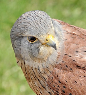kestrel bird of prey head