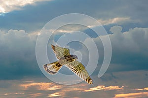 Kestrel bird of prey hovers against a dramatic sky with colorfull blue and orange clouds, hunting for prey. Background