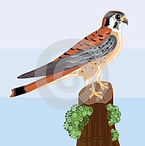 Kestrel bird vector