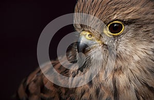 Kestrel Close Up