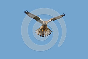 A Kestrel or Common Kestrel hovering in flight.