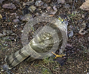 kestrel (Falco naumanni) with a sparrow caught