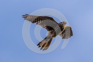 Kestrel - Falco tinnunculus